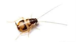 Is This A Bed Bug Or A Baby Roach I Found It Crawling On The Bathroom Mirror Quora