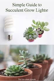 This study aims at identifying the role played by red:blue (r:b) ratio on the resource use efficiency of indoor basil cultivation. Pin On Succulent Care Tips