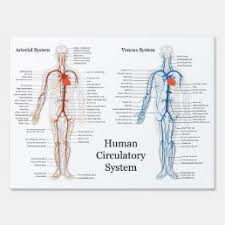 Arteries carry blood away from the heart in two distinct pathways: Human Circulatory System Of Arteries And Veins Poster Zazzle Com In 2021 Human Circulatory System Circulatory System Arteries And Veins