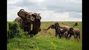 Angry Elephant Kills Buffalo Which Came Near Its Calves Video Dailymotion