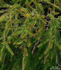 Image result for Cordia grandicalyx