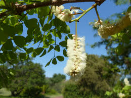 Image result for Acacia nigrescens