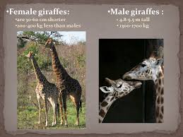 Sabina Stipič, 4.Kb. is related to deer and cattle, but is placed in a  separate family, the Giraffidae, Its range extends from Chad to South  Africa.