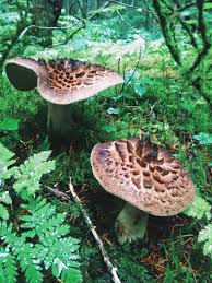 Atlantic black bass (w seabean and cucumber). Hawks Wing Or Dryad S Saddle Mushroom Alaska Clarissa Hamilton Stuffed Mushrooms Wild Mushrooms Fungi
