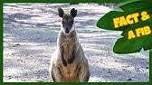 Scary animals happy animals cute baby animals animals and pets funny animals quokka baby in natura australian animals little critter. Daisy Quokka World S Scariest Animal Official Trailer Youtube