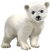 Polar white bear PNG transparent image download, size: 400x215px
