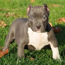 Pitbull Puppies For Sale Bully Pitbull Pups Blue Pits Pitbull Puppies For Sale Pitbulls Nanny Dog