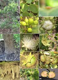 Image result for Sonneratia