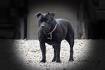 Staffordshire Bull Terrier Puppy for sale by owner ...