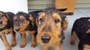 Airedale terrier breeders located in north carolina welcome to singing hills kennel. Airedale Terrier Puppies For Sale Video S S Family Airedales Porch Airedale Puppies Youtube