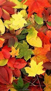 Wallpaper Iphone Autumn Like Fall Wallpaper Wallpaper Backgrounds Autumn Leaves