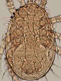 Image result for Neorautanenia ficifolia