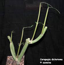 Image result for Ceropegia cimiciodora