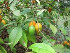 Image result for Landolphia bruneelii