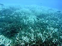 Underwater speakers playing healthy coral reefs noises double the amount of fish on damaged researchers have used the sounds of healthy reefs to entice fish back to areas where coral has been wiped out on the great barrier reef. Coral Bleaching Wikipedia