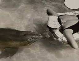 Margaret howe lovatt is a volunteer naturalist from saint thomas, u.s. Talking Dolphins And The Love Story That Wasn T New Scientist