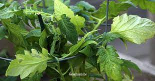 Not a very innovative name, the tomato yellow leaf curl virus (tylcv) was identified in 2007 and there was an extensive program put out to educate farmers as its occurrence was common in greenhouses and not open gardens. Yellow Leaves On Tomato Plant Here S Why How To Fix It