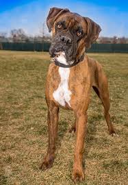 Buy, adopt a beautiful akc registered boxer puppy today! Home Ho Bo Care