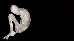 Image result for Tridactyle anthomaniaca