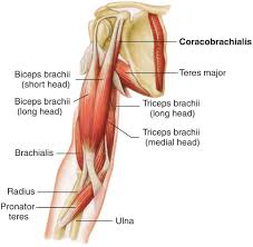 On developing movement of the arm joints is realized by the synergy of corresponding muscles. Arm Muscles Attachment Nerve Supply Action Anatomy Info