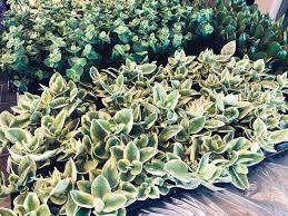 Florist in minot, north dakota. Https Www Minotdailynews Com News Local News 2019 03 As Spring Arrives In Minot Many Gardeners Are Preparing To Start Growing Items For Their Gardens
