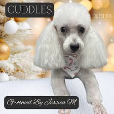 DK Pet Spa mobile dog grooming