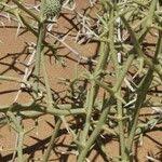 Image result for Acanthosicyos