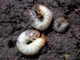Minor insect damage lowers the crop's value because the market demands clean, unblemished produce. White Grubs Pests Corn Integrated Pest Management Ipm Field Crops Purdue University