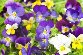 Pansies Not Flowering What To Do When Your Pansies Won T Bloom