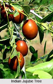 Homegardens (table 5.2), nevertheless, ensures compliance with the. Indian Jujube Tree Indian Trees