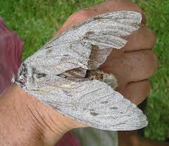 The wingspan is about 23 cm. Giant Wood Moth A Roving I Will Go