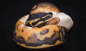 There are other costs of ball python ownership that need to be considered, too. Pied Ball Python Care Sheet Everything You Need To Know Everything Reptiles