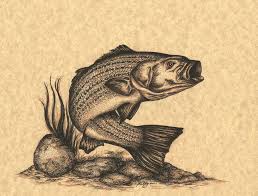 Sketch a few shapes as the basis of your drawing. Striped Bass Drawing By Kathleen Kelly Thompson