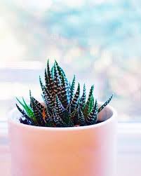 Birds Nest Fern Cats 15 Houseplants That Are Beautiful And Safe For Cats And Dogs In 2020 Cat Safe Plants Plants Cat Friendly Plants
