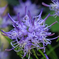 Image result for Silene abyssinica