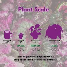 Image result for Begonia pulcherrima