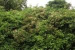 Image result for Combretum padoides