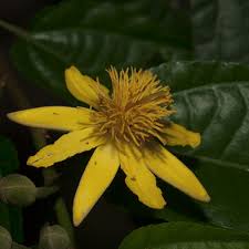 Image result for Glyphaea