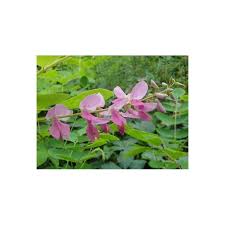 Image result for Indigofera kirkii