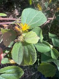 Image result for Triumfetta pilosa