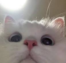 We've gathered our favorite ideas for popular anime 1080x1080 pfp, explore our list of popular images of popular anime 1080x1080 pfp and download photos collection with high resolution 93 Meme Aesthetic Cat Pfp