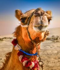 The original image did not even include the camel, but it was later photoshopped in. Mjehuric Lebdjeti Oh Draga Camel In Picture Puzzle Livelovegetoutside Com