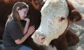 The gentle barn rescues animals from severe abuse and neglect who are too old, sick, lame, or scared to be adopted into homes. Animals Wildlife In Santa Clarita Gentle Barn Farm Sanctuary