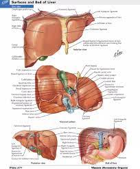 To survive and reproduce, the human body relies on major internal body organs to perform certain vital functions. What Organs Are On The Right Side Of Your Back Quora
