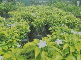 Pin By Tharindu On Polwatta Plant Nursery Plants Plant Nursery Shade Plants
