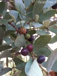 Image result for Euclea