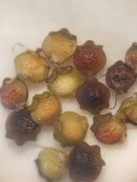 Image result for Rhynchospora eximia