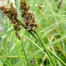 Image result for Carex