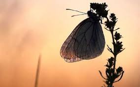 Telur ini mempunyai ukuran sangat kecil, dan biasanya berwarna putih. Arti Kupu Kupu Coklat Masuk Rumah Dimalam Hari Berbagai Rumah