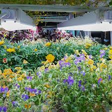 Growing garlic medicinal plants hydroponically. How To Serve Four Edible Flowers And Herbs Institute Of Culinary Education